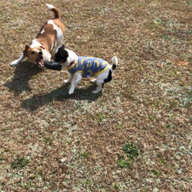 小型犬幼稚園の画像