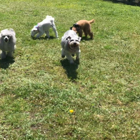 小型犬幼稚園の画像