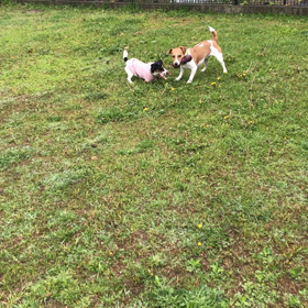 小型犬幼稚園の画像