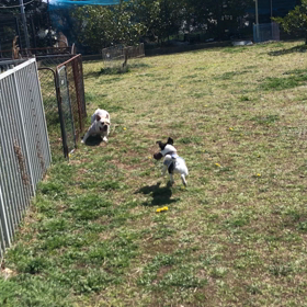 小型犬幼稚園の画像