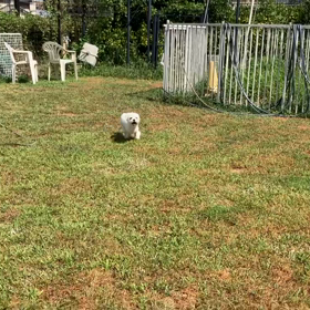 小型犬幼稚園の画像