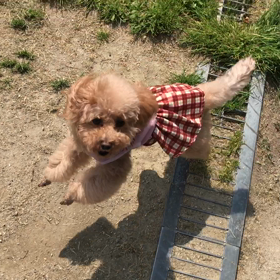 小型犬幼稚園の画像