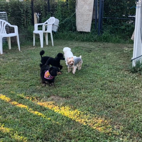 小型犬幼稚園の画像