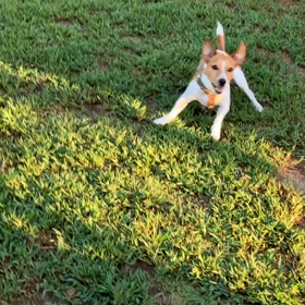 小型犬幼稚園の画像