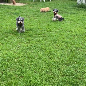 小型犬幼稚園の画像