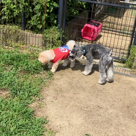 小型犬幼稚園の画像