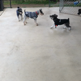 小型犬幼稚園の画像
