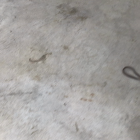 小型犬幼稚園の画像