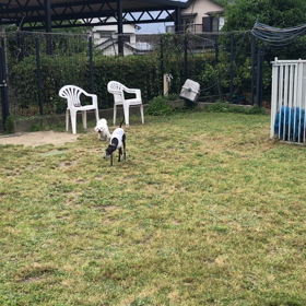 小型犬幼稚園の画像