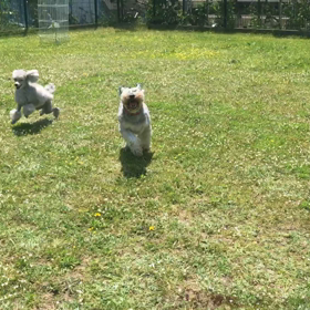 小型犬幼稚園の画像