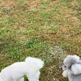 小型犬幼稚園の画像