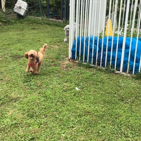 小型犬幼稚園の画像