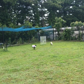 小型犬幼稚園の画像