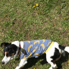 小型犬幼稚園の画像