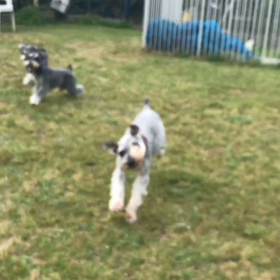 小型犬幼稚園の画像