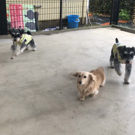 小型犬幼稚園の画像
