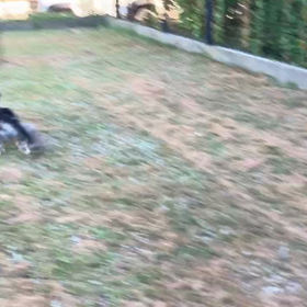 小型犬幼稚園の画像