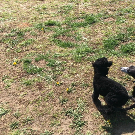 小型犬幼稚園の画像