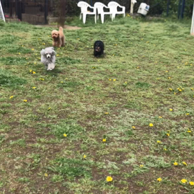 小型犬幼稚園の画像