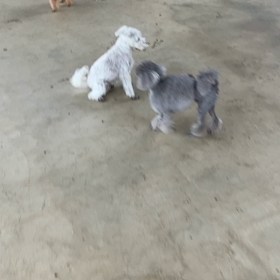 小型犬幼稚園の画像
