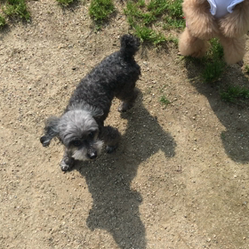 小型犬幼稚園の画像