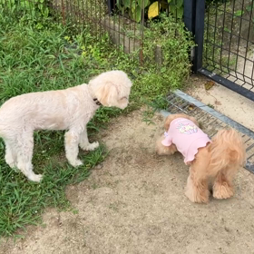 小型犬幼稚園の画像