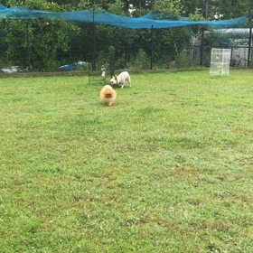 小型犬幼稚園の画像