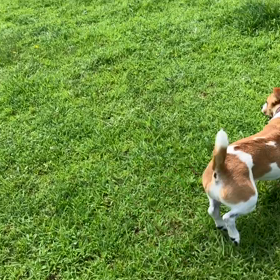 小型犬幼稚園の画像