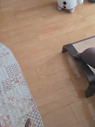 ワンコ　️VS　ロボットの記事動画