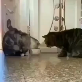 エサ？を分け合う猫ちゃんの画像