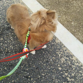 お散歩まだまだねの画像