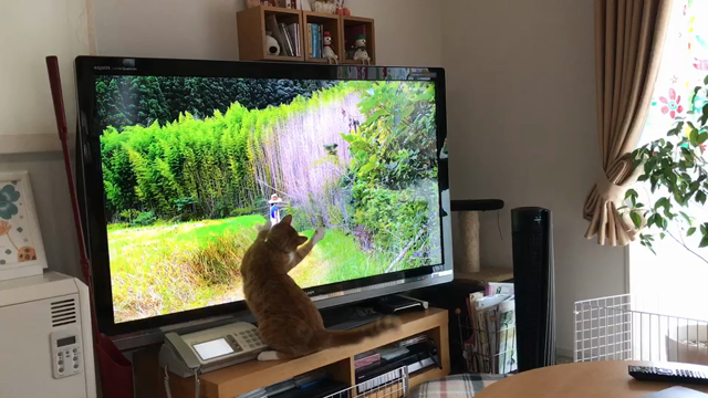 ペットがいる生活の記事動画