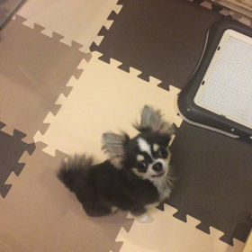 フセの画像