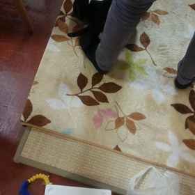 本日のニャンコフィットアドベンチャーの画像