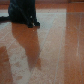 セリアのゴキブリと猫の画像