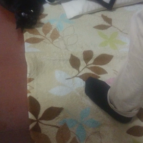 リングフィットの邪魔をする猫の画像