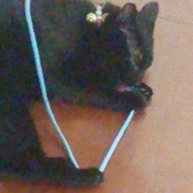 新しい猫じゃらし。の画像