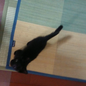 猫、生後２ヶ月動画の画像