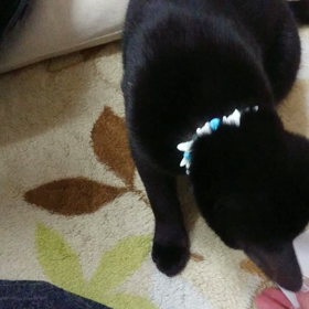 猫、輪ゴム玩具で遊ぶ 動画有りの画像