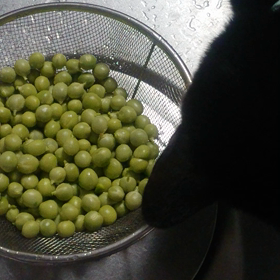 えんどう豆を食べる猫の画像