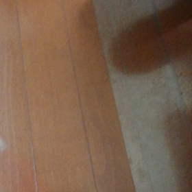 好みの猫じゃらしさばきがある。の画像