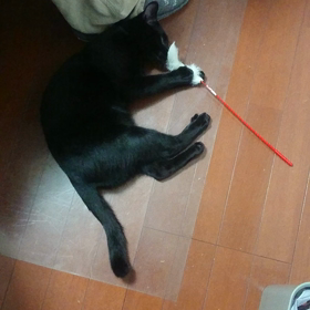 猛アピールの画像