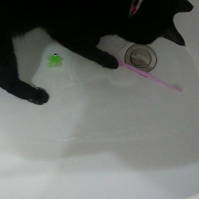 水遊びする猫の画像