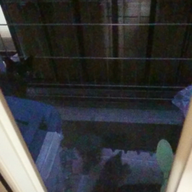 短いけど、子猫動画の画像
