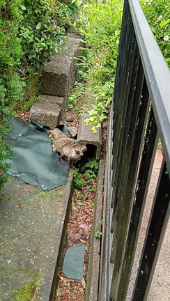 歓迎されない来客の記事動画