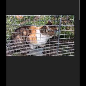 100円猫の画像