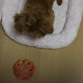 凶暴すぎるちびっこの画像