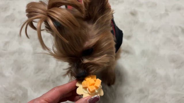 誕生日でしたの記事動画
