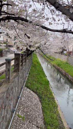 2025年　美しい桜の記事動画