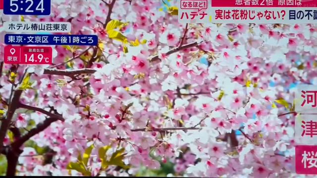 2025年　美しい桜の記事動画
